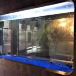 acquarium
